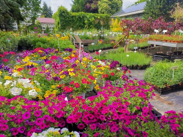 Twój ogród rośliny rabatowe