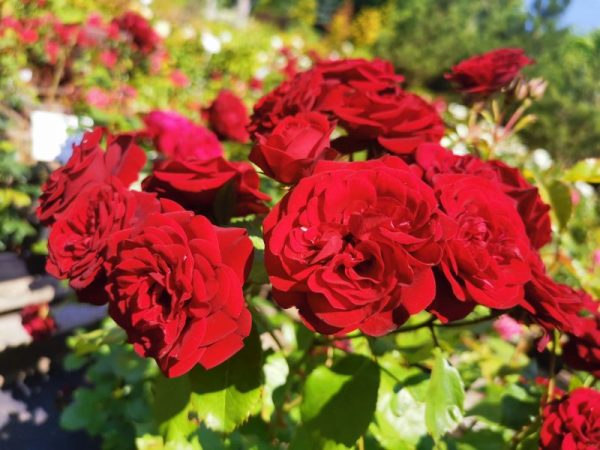 Róża rabatowa Lavaglut