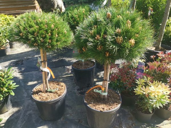 Pinus Bregeon