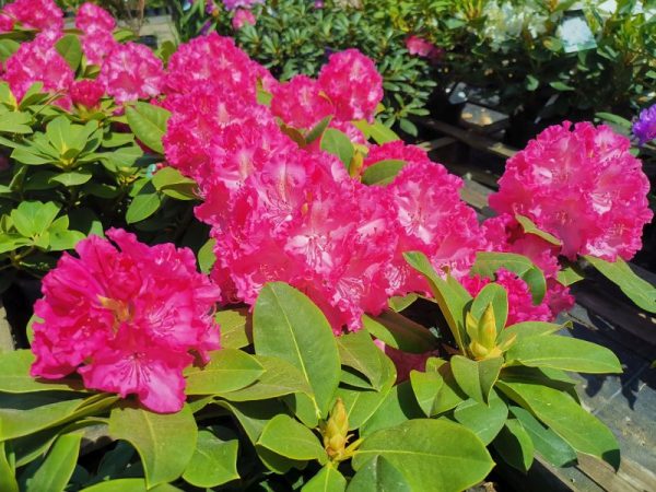 Rhododendrony Germania