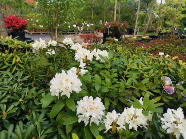 rhododendron-cunninghams-white